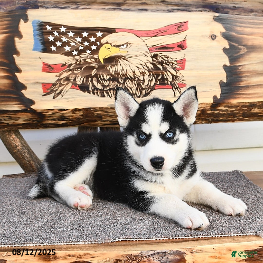 Siberian Husky dogs for sale: Raylee - Image 2