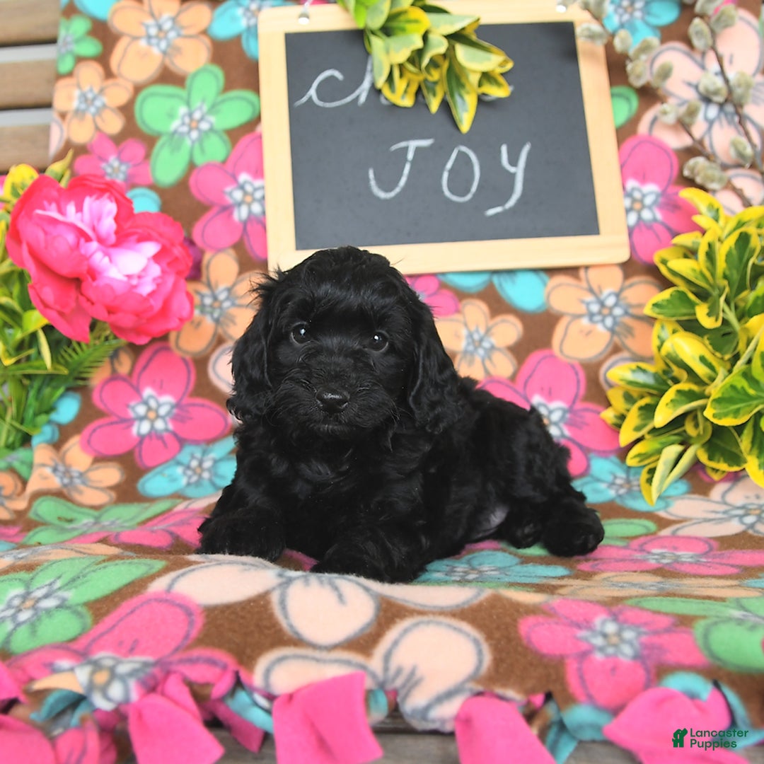 Miniature Poodle dogs for sale: Opal - Image 7
