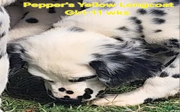 Dalmatian dogs for sale: Peppers Yellow Girl - Image 3