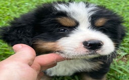 Bernese Mountain Dog dogs for sale: Red Boy - Image 5