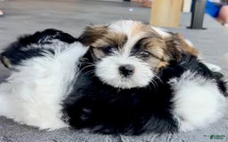 Shorkie dogs for sale: Tara - Image 2