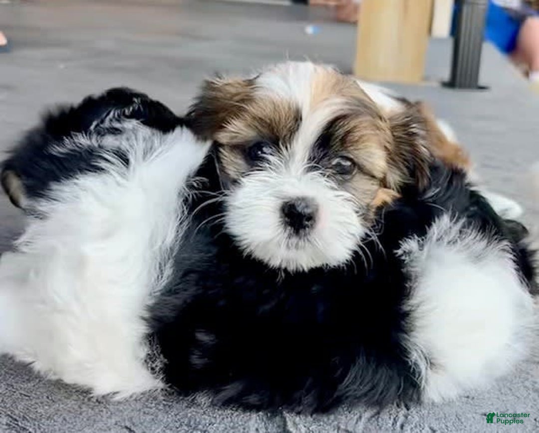 Shorkie dogs for sale: Tara - Image 2