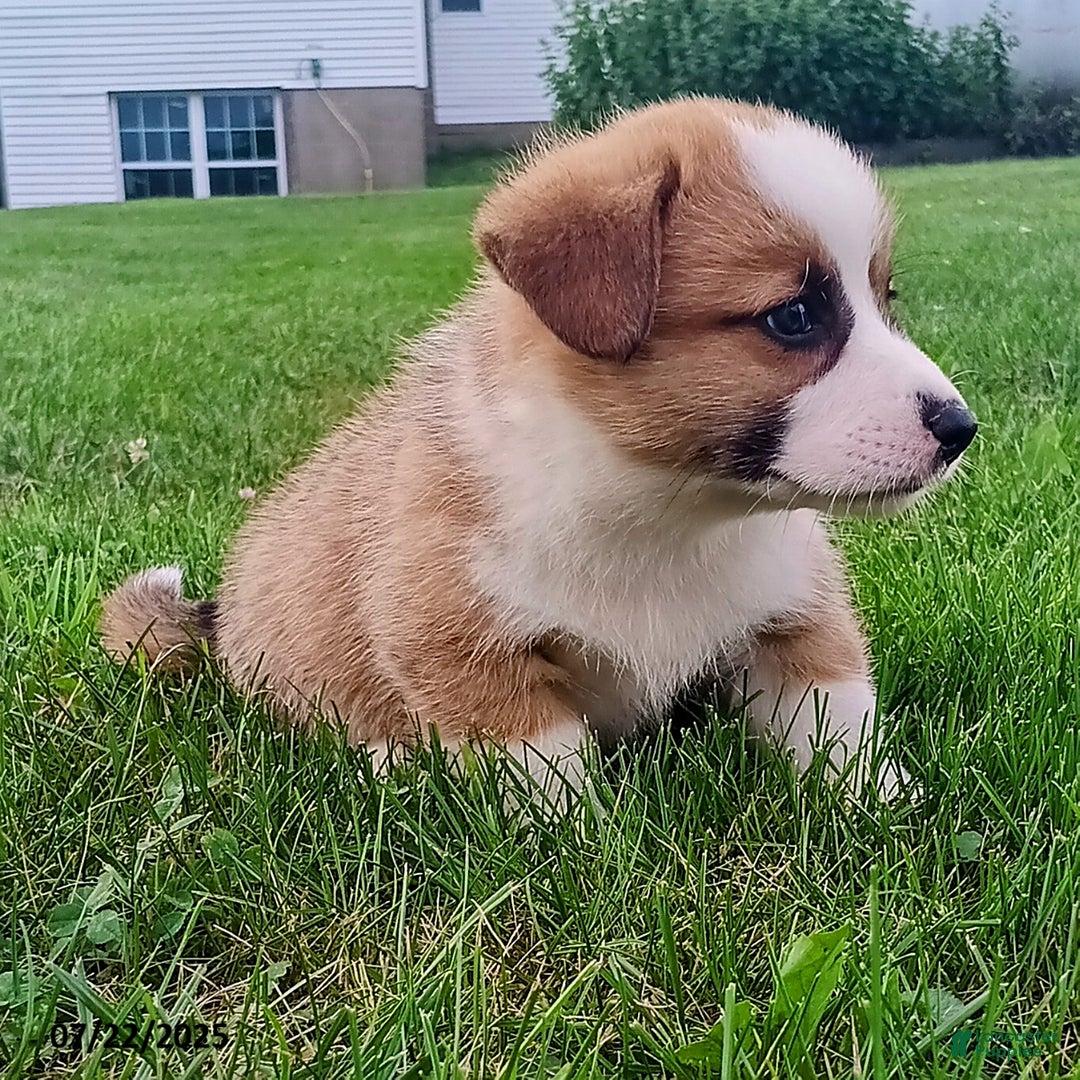 Welsh Corgi Pembroke dogs for sale: Rex - Image 3