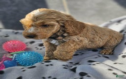 Cockapoo dogs for sale: Megan - Image 1