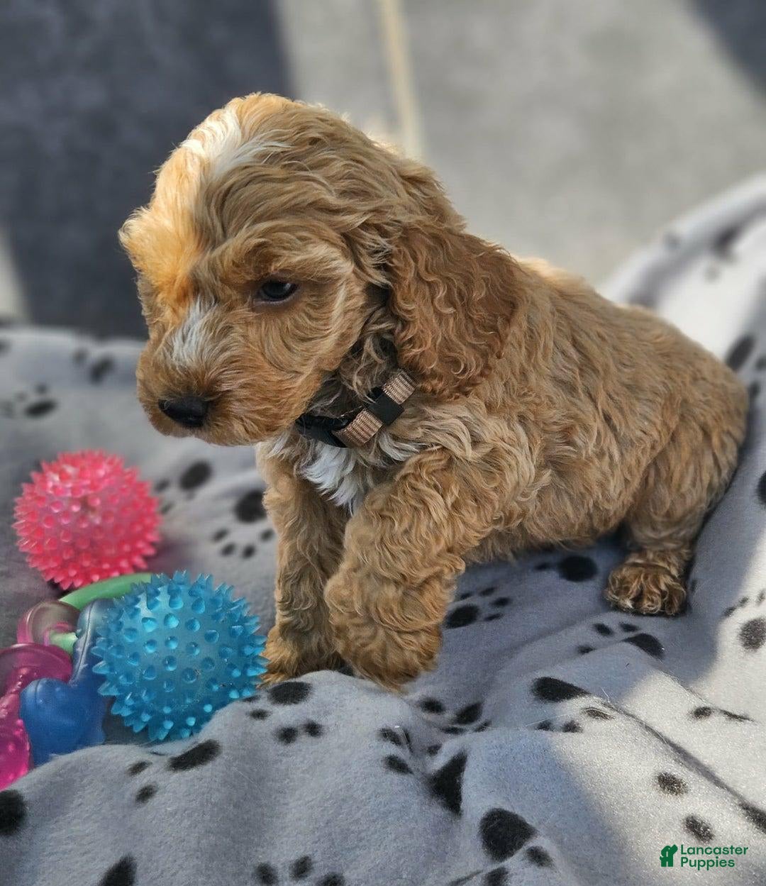 Cockapoo dogs for sale: Megan - Image 1