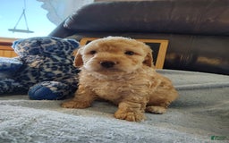 Mini Goldendoodle dogs for sale: Bear - Image 2