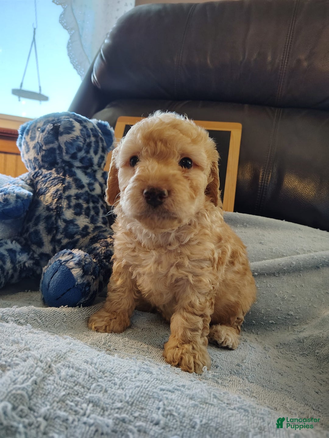 Mini Goldendoodle dogs for sale: Bear - Image 2