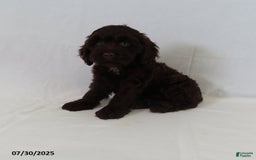 Cockapoo dogs for sale: Twilight - Image 1