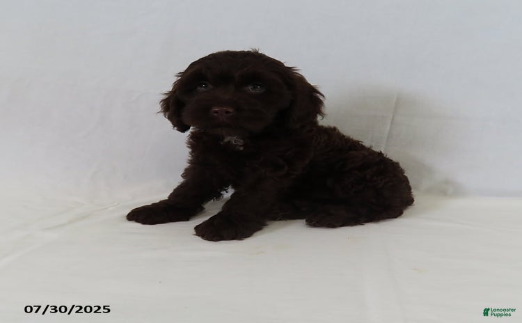 Cockapoo dogs for sale - Ad 5
