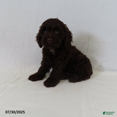 Cockapoo dogs for sale - Ad 5