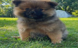 Pomeranian dogs for sale: Remi - Image 1