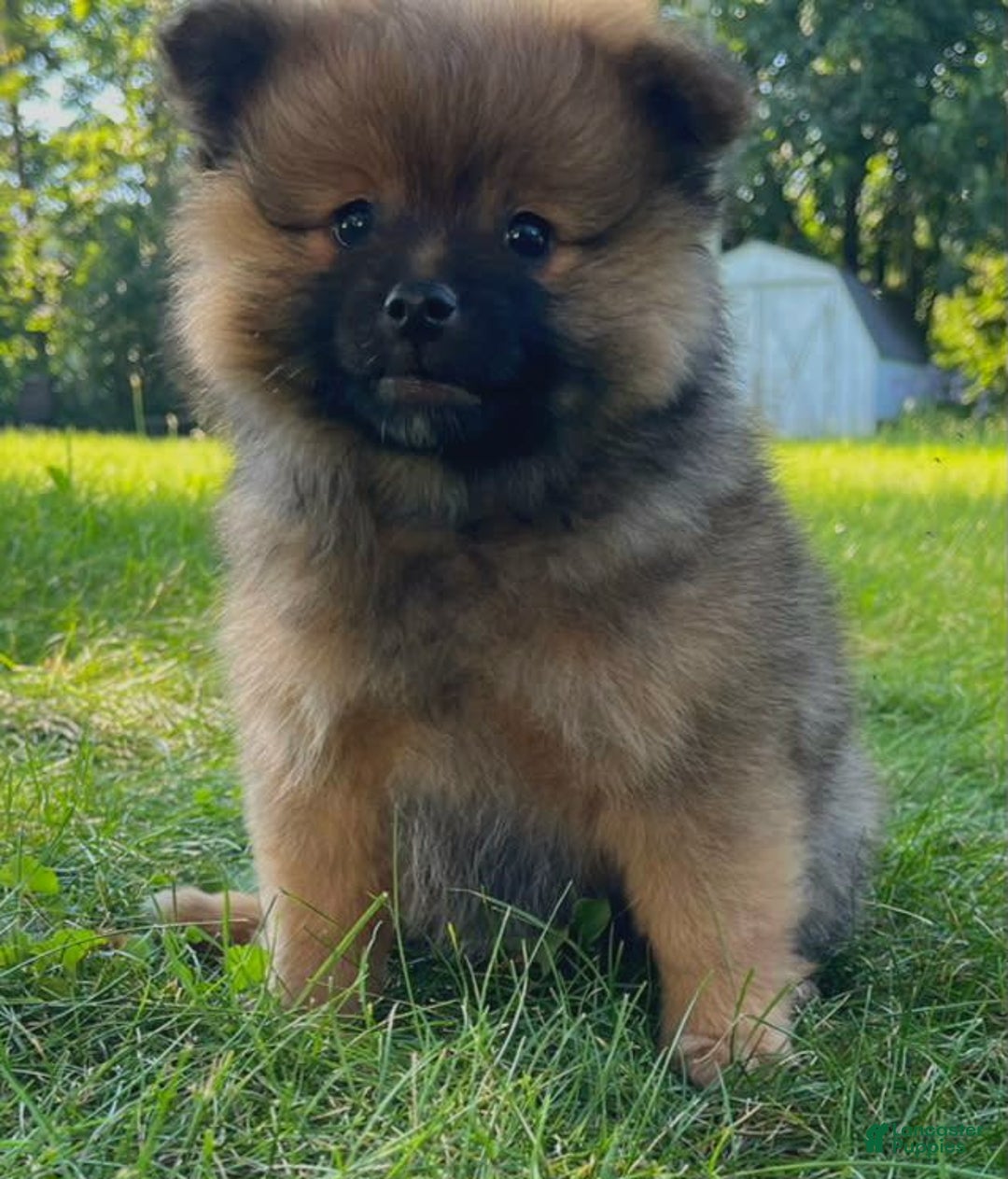 Pomeranian dogs for sale: Remi - Image 1