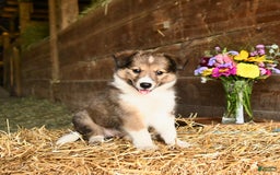 Shetland Sheepdog dogs for sale: Clover - Image 3