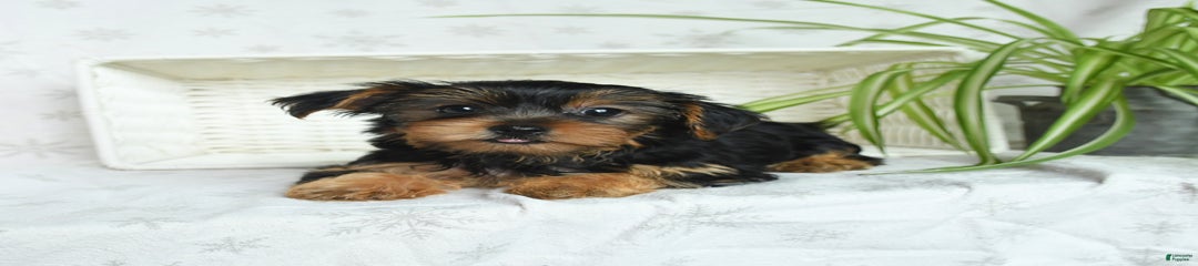 Renae