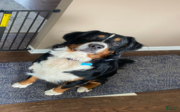 Bernedoodle dogs for sale: Bear - Image 8