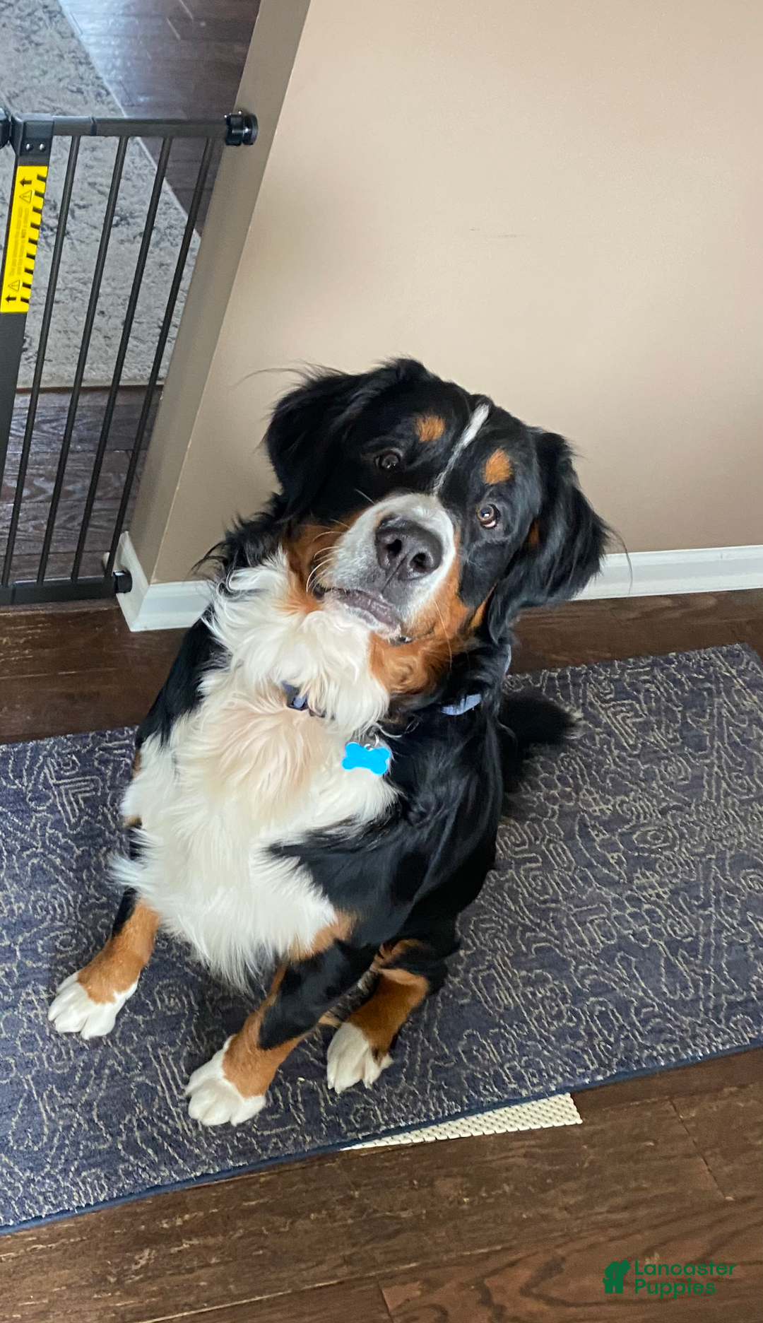 Bernedoodle dogs for sale: Bear - Image 8