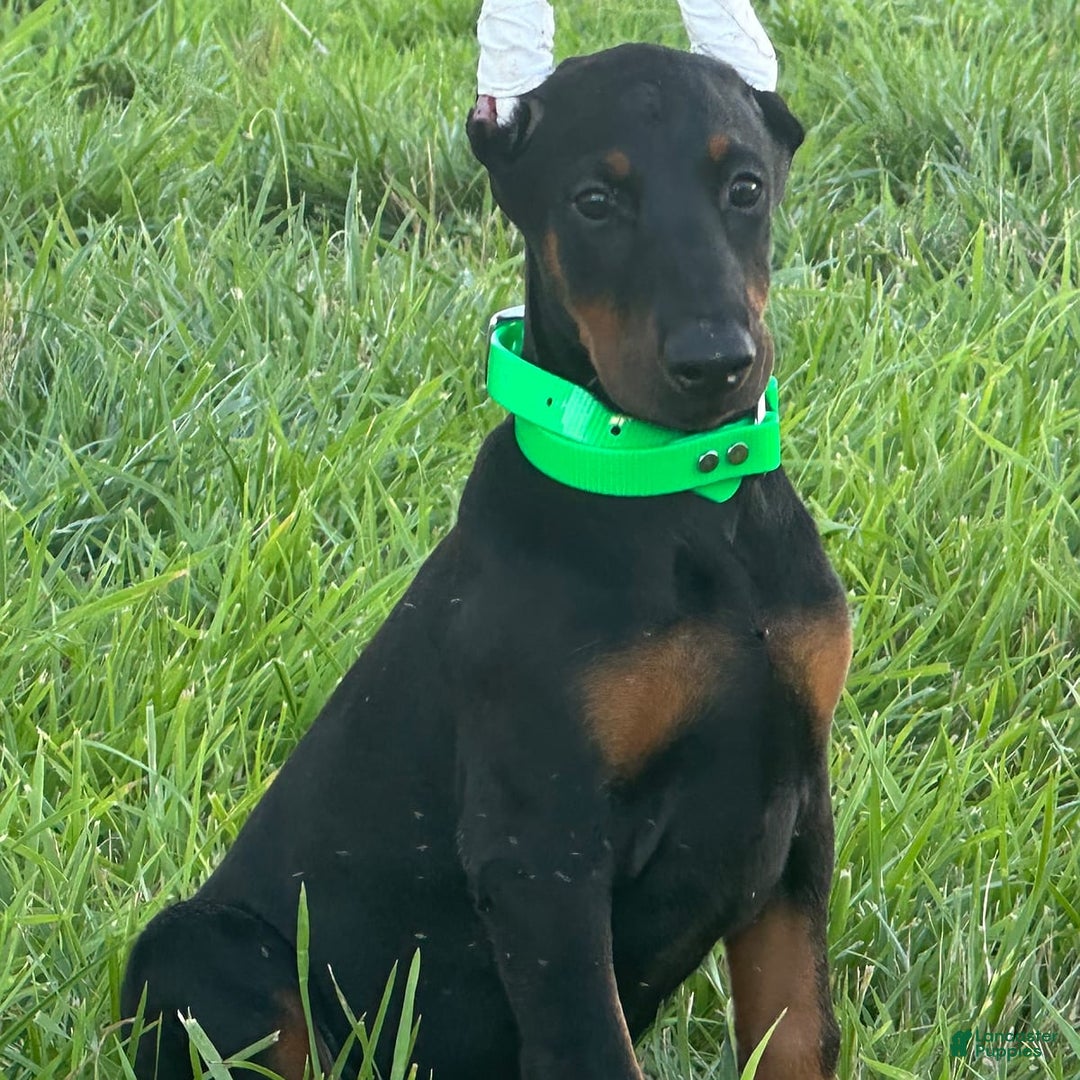Doberman Pinscher dogs for sale: Lilly - Image 2
