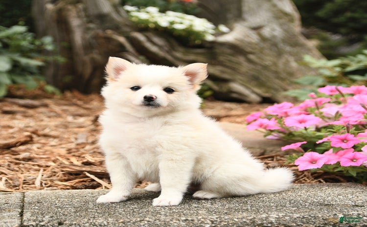 Pomeranian dogs for sale - Ad 4