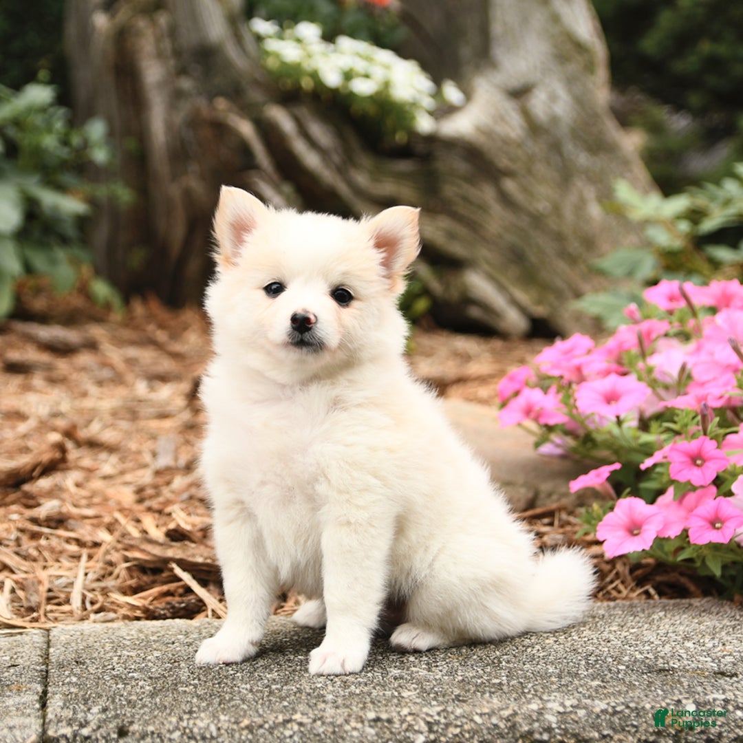 Pomeranian dogs for sale: Sophie - Image 1