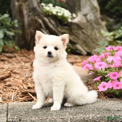 Pomeranian dogs for sale - Ad 4