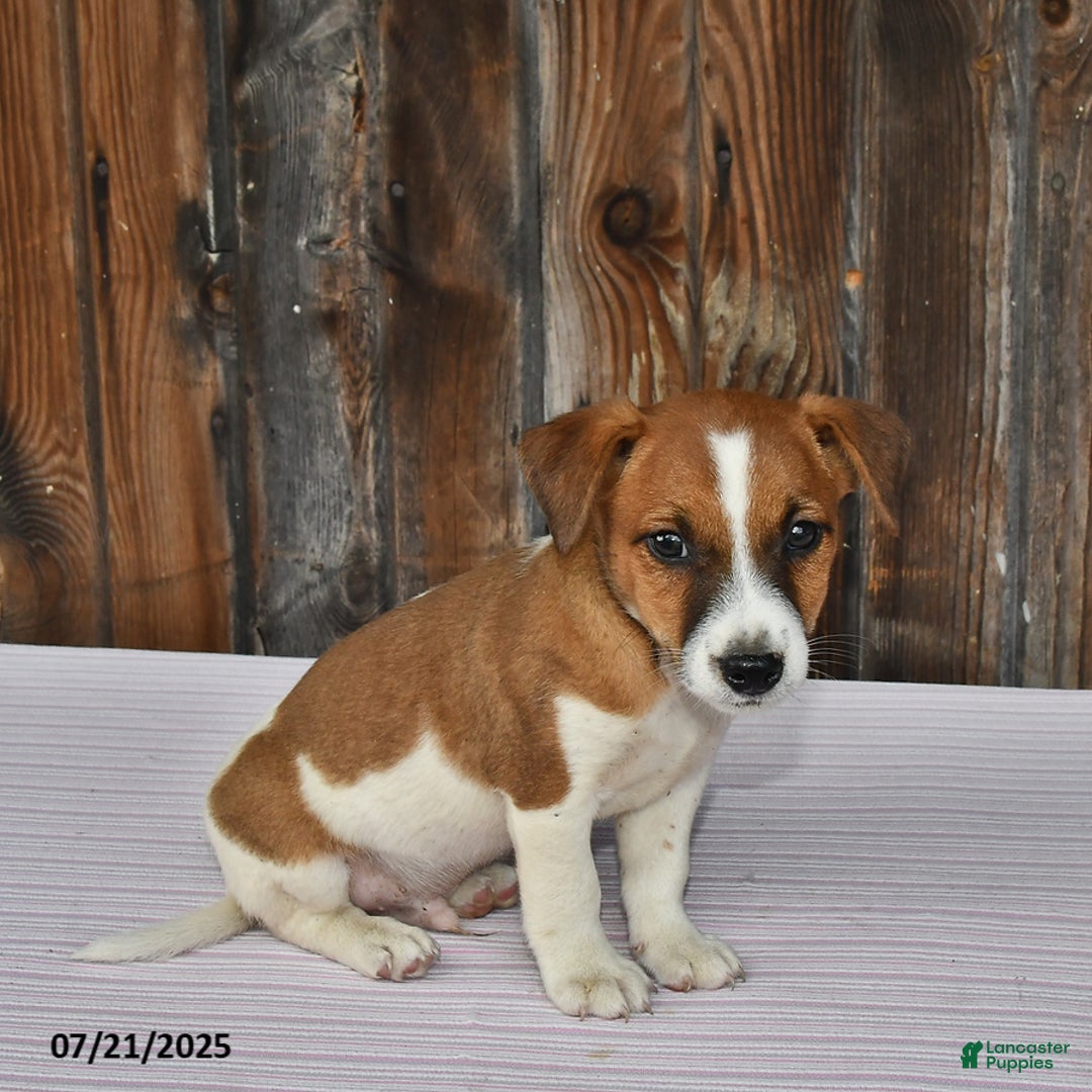 Jack Russell Terrier dogs for sale: Charlie - Image 3