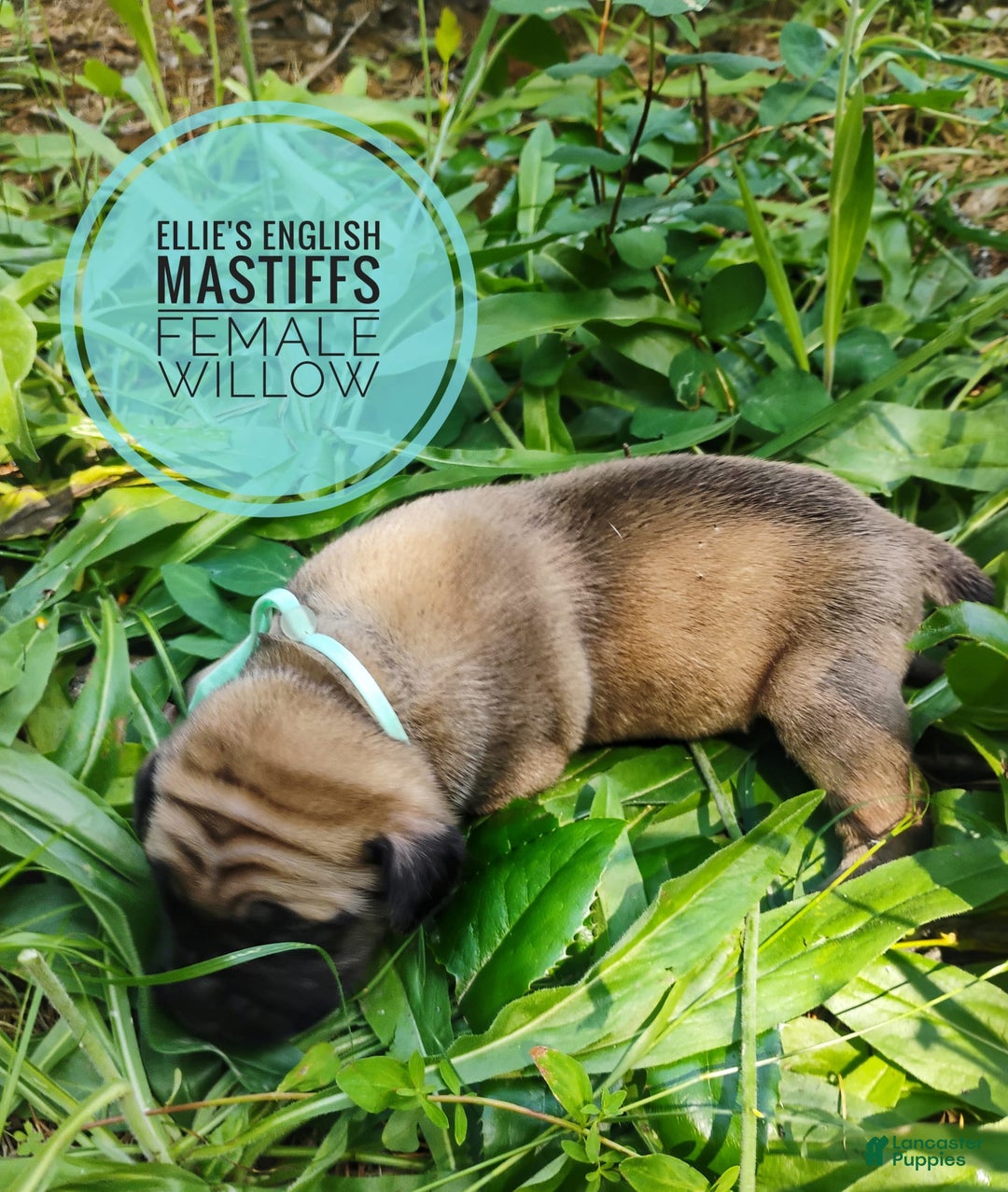 English Mastiff dogs for sale: Willow - Image 2