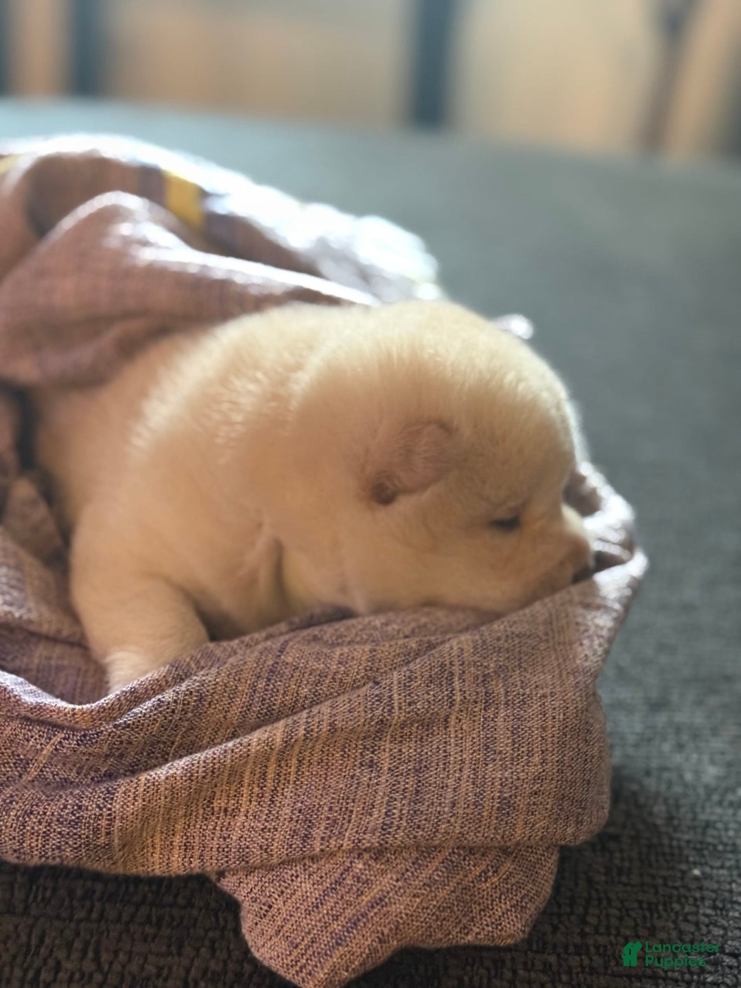 Shiba Inu dogs for sale: Jodi - Image 4