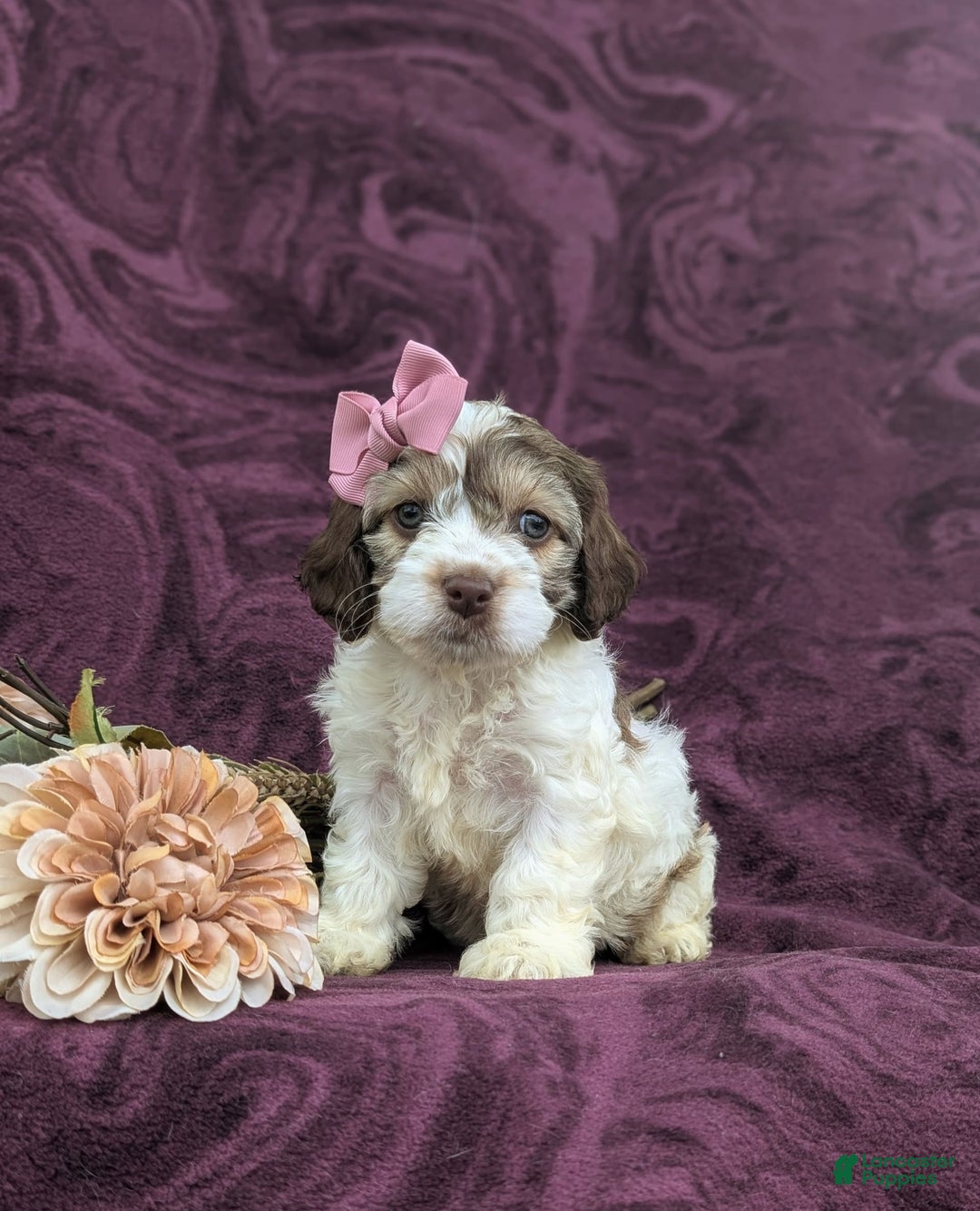 Cockapoo dogs for sale: Krystal - Image 4