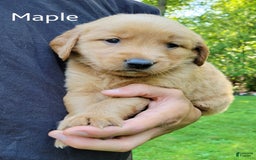 Golden Retriever dogs for sale: Maple - Image 3