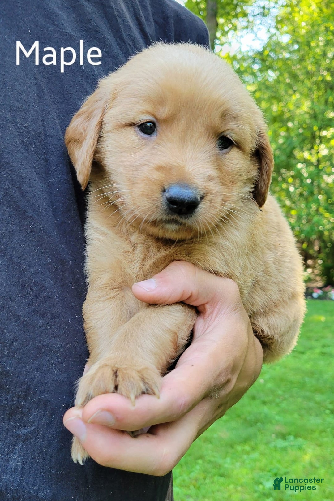 Golden Retriever dogs for sale: Maple - Image 3