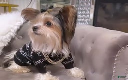 Yorkshire Terrier dogs for sale: Patrick Starr - Image 61