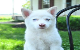 Pomsky dogs for sale: Lemon - Image 3