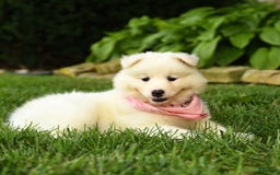 Samoyed dogs for sale: Lilah - Image 4