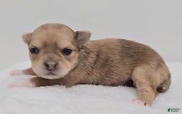 Chihuahua dogs for sale: Maple - Image 2