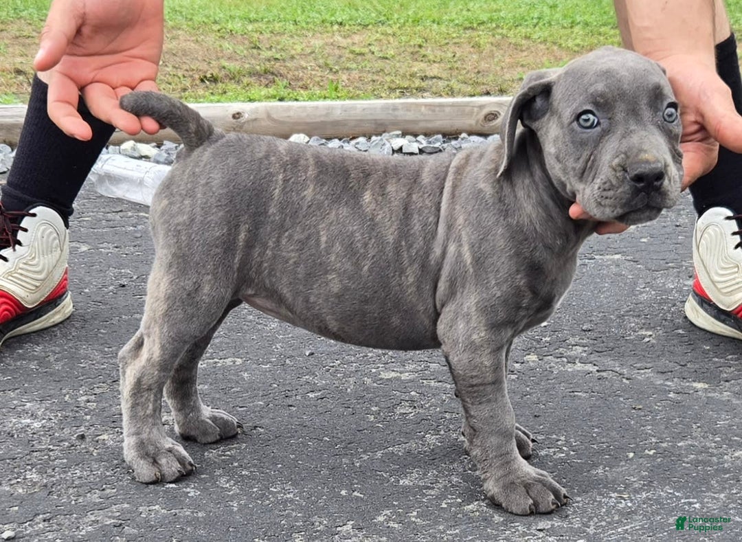 Cane Corso dogs for sale: Hawks Izzy - Image 3