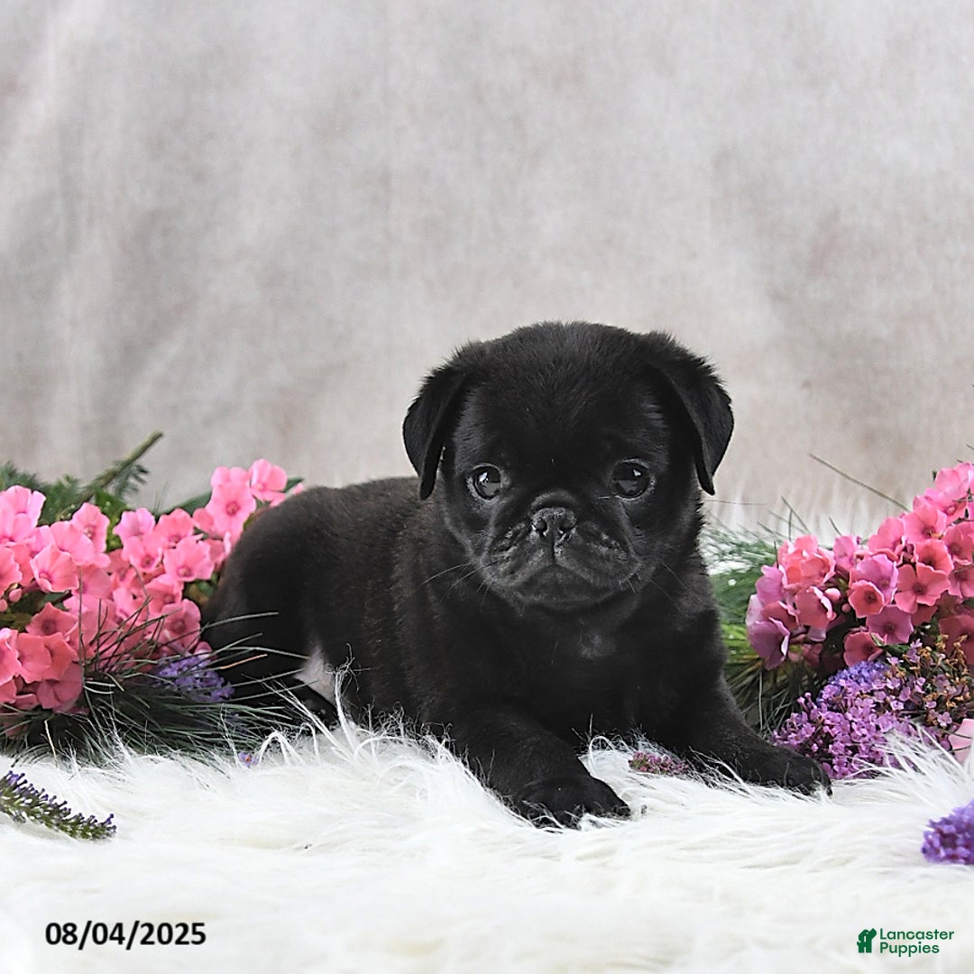 Pug dogs for sale: Sanford - Image 5