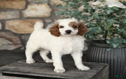 Mini Goldendoodle dogs for sale: Patches - Image 4
