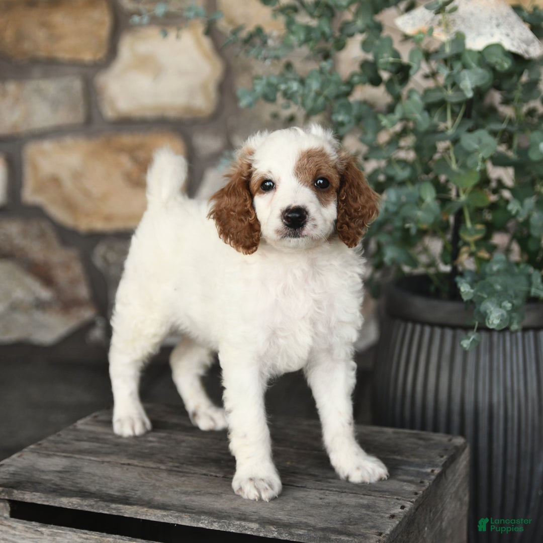 Mini Goldendoodle dogs for sale: Patches - Image 4