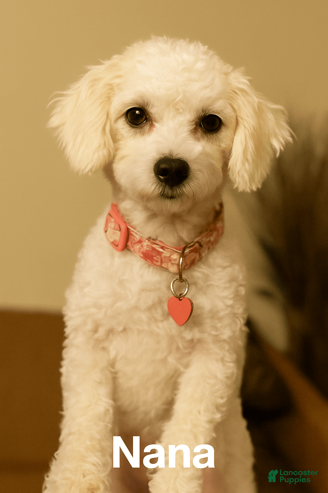 Malshi dogs for sale: Rafael - Image 4