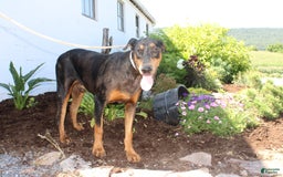 Doberman Pinscher dogs for sale: Tony - Image 1