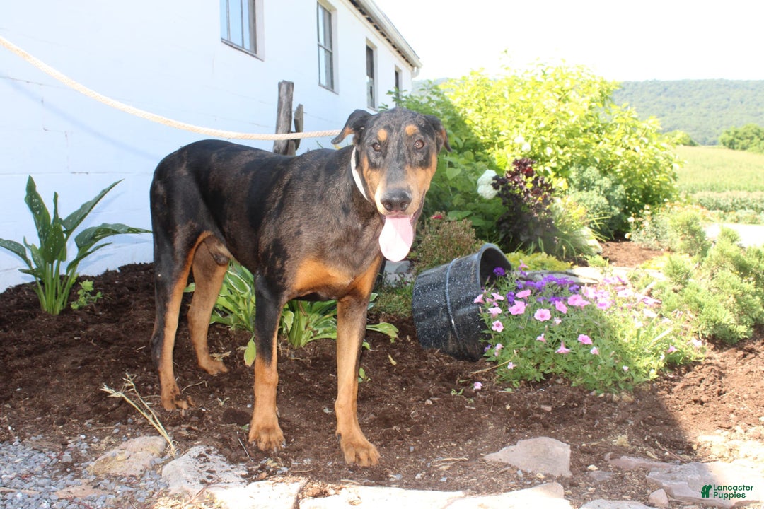 Doberman Pinscher dogs for sale: Tony - Image 1