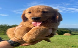 Golden Retriever dogs for sale: Chief - Image 11
