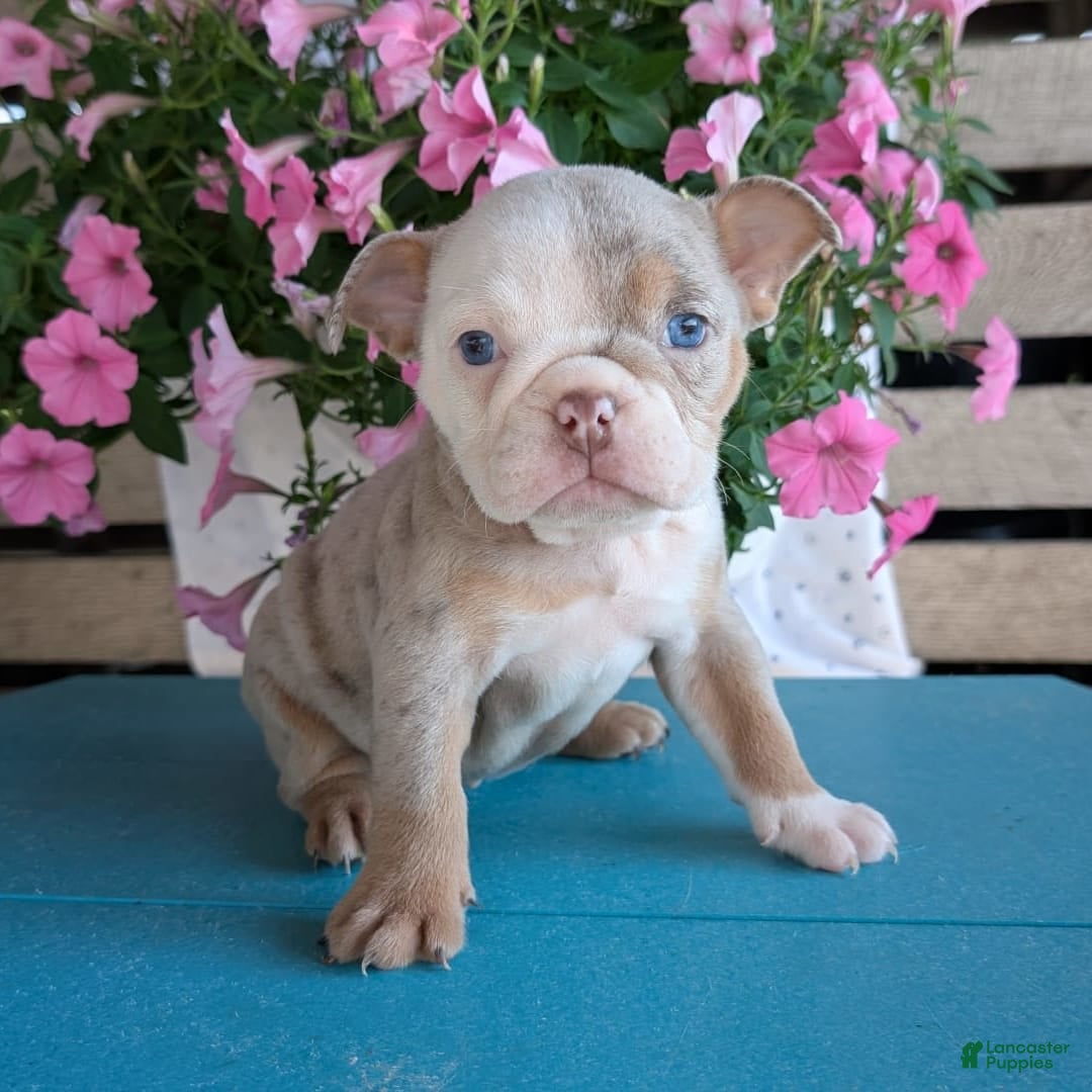 English Bulldog dogs for sale: Harper - Image 1