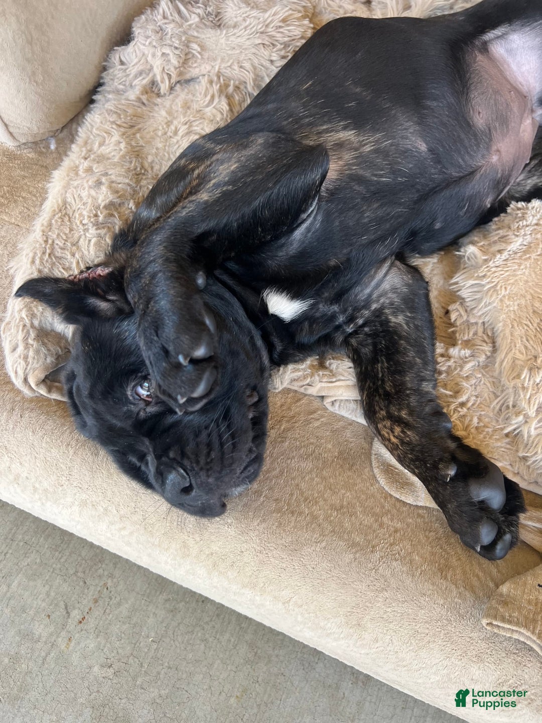 Cane Corso dogs for sale: Missy Eliot - Image 1