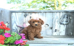 Toy Poodle dogs for sale: Amber - Image 4