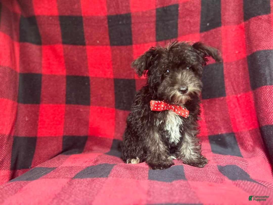Miniature Schnauzer dogs for sale: Shooter - Image 3