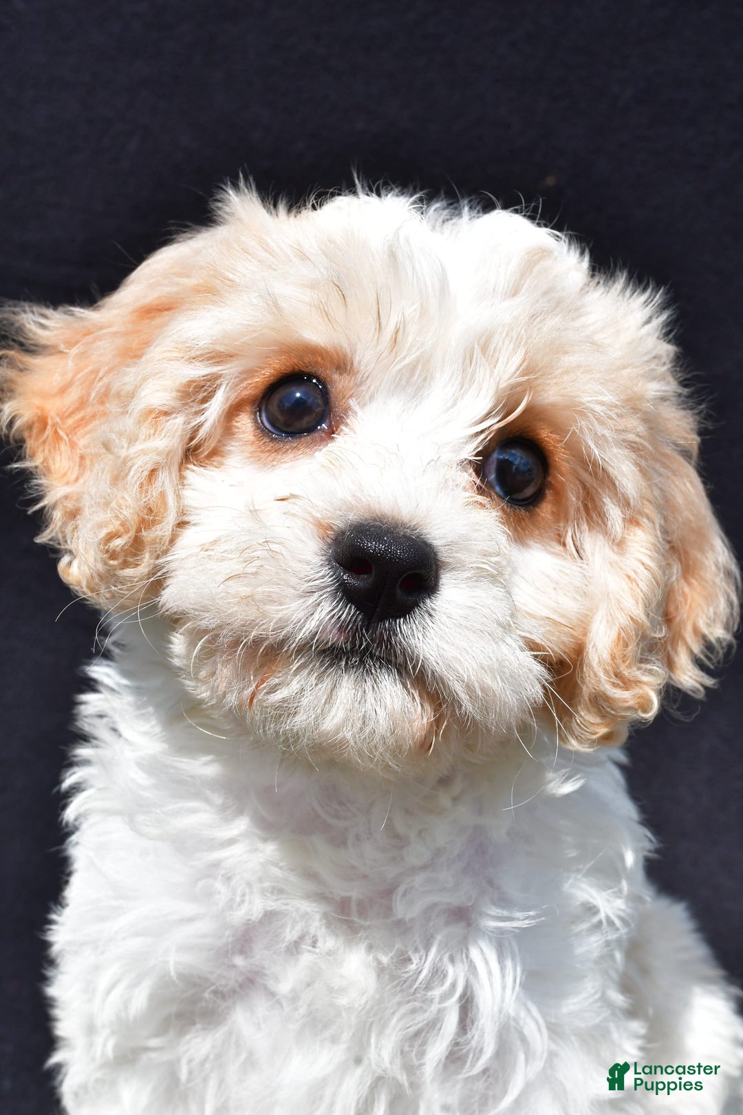 Cavachon dogs for sale: Bell - Image 2