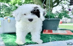 Toy Poodle dogs for sale: Doughy - Image 2