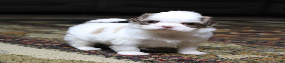 Macy