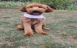 Standard Poodle dogs for sale: Snickers - Image 1